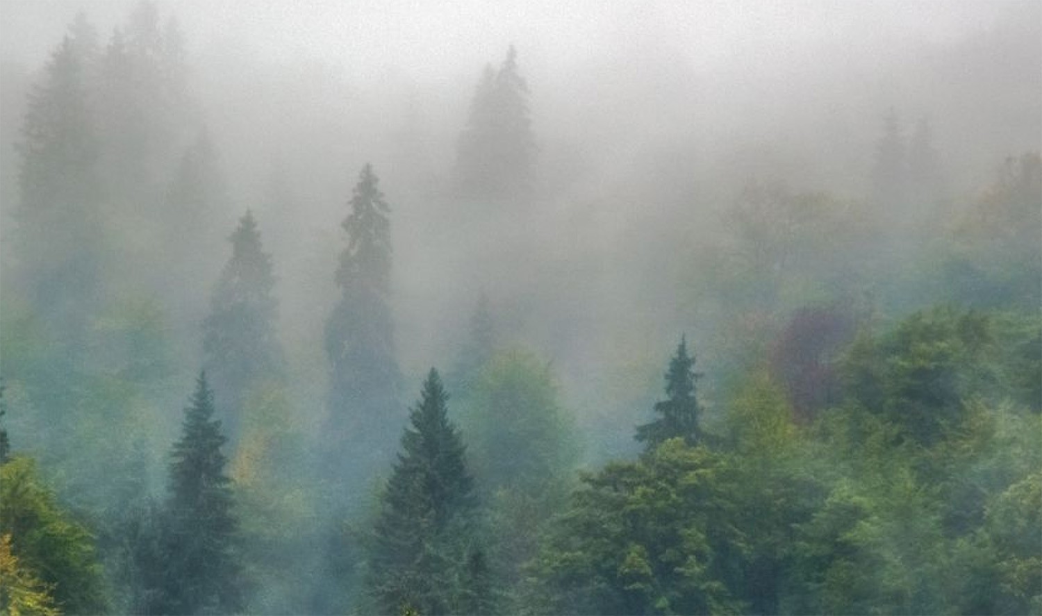 Evergreen trees in soft fog